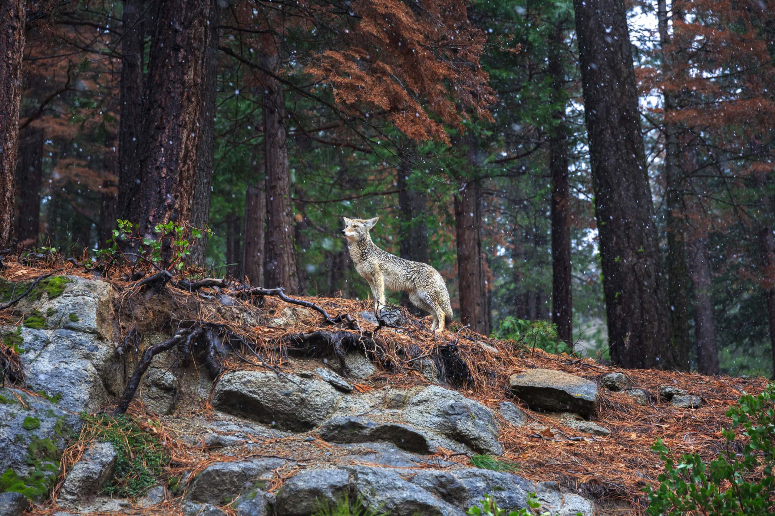 Get to Know Yosemite Wildlife