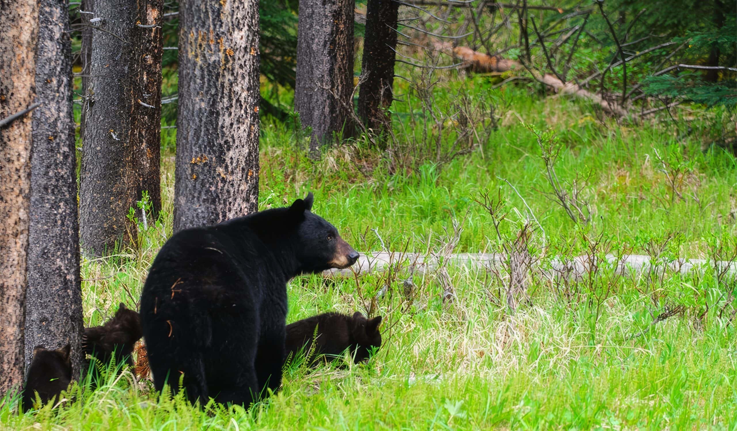 Beast Mode Yosemite! A Game of Animals