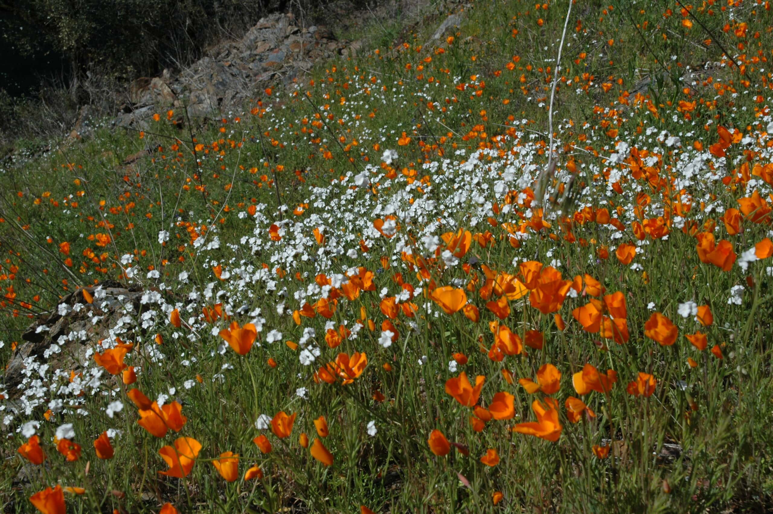 Stop and Smell the Yosemite Wildflowers