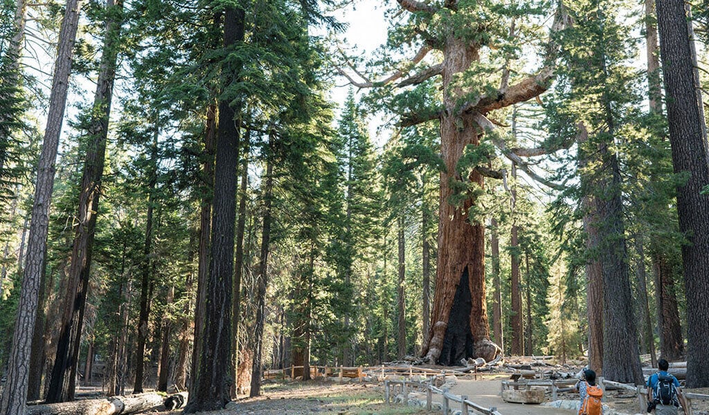 Mariposa Grove, Yosemite