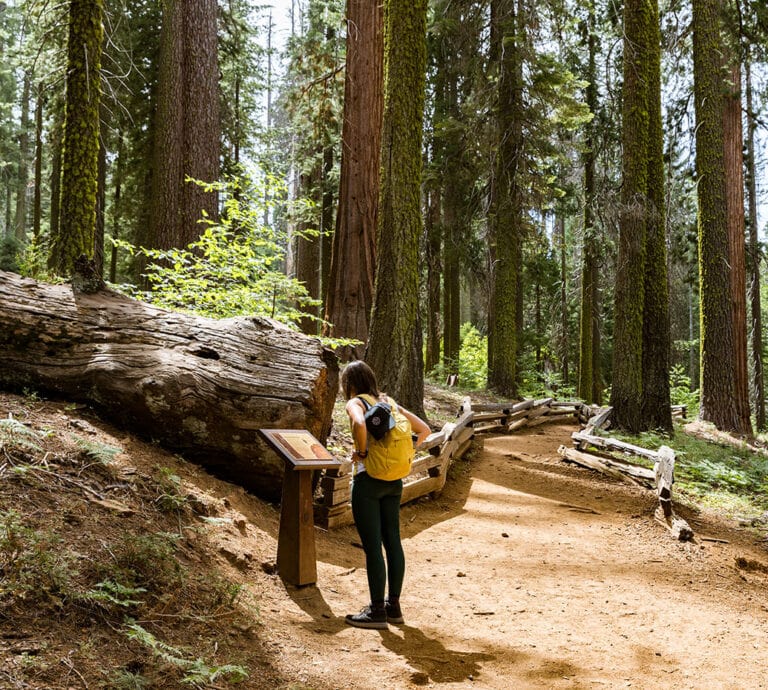 Person reading an interpretive sign in the Tuolumne Grove of Giant Sequoias