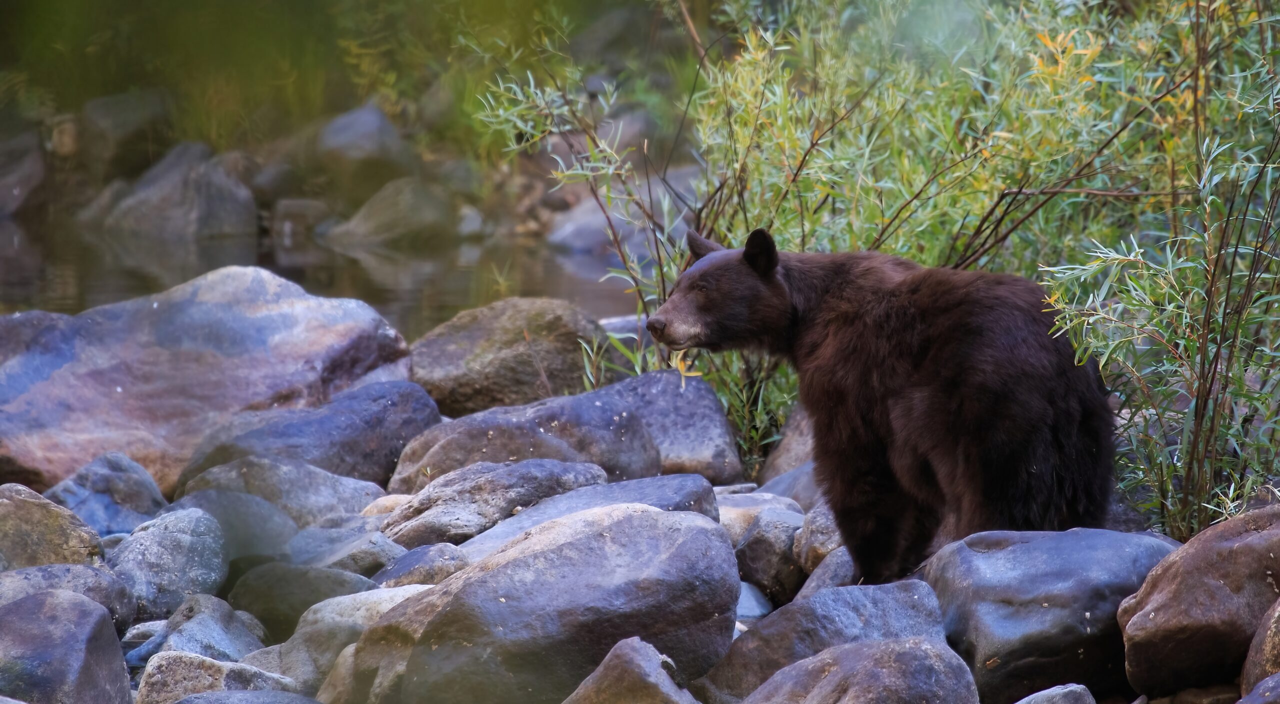 Nature Rules: Keep Wildlife Wild