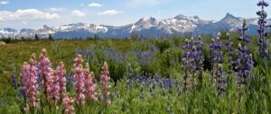 Northern Yosemite