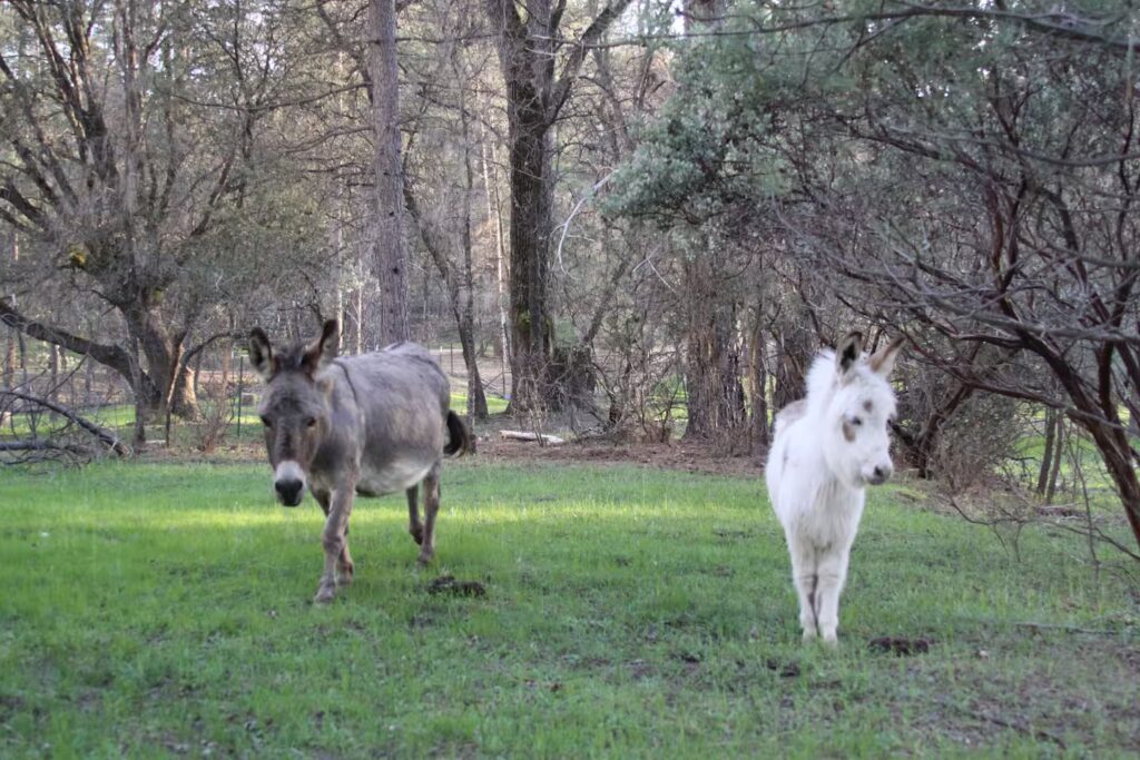 donkeys in a field